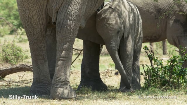 Silly-Trunk. Context: Lone & Object Play (3)