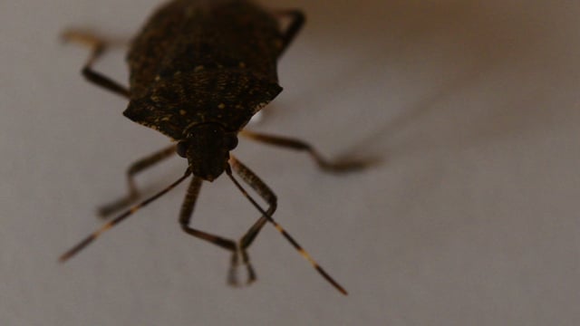 Insect Bed Bug Antennas - Free Video On Pixabay