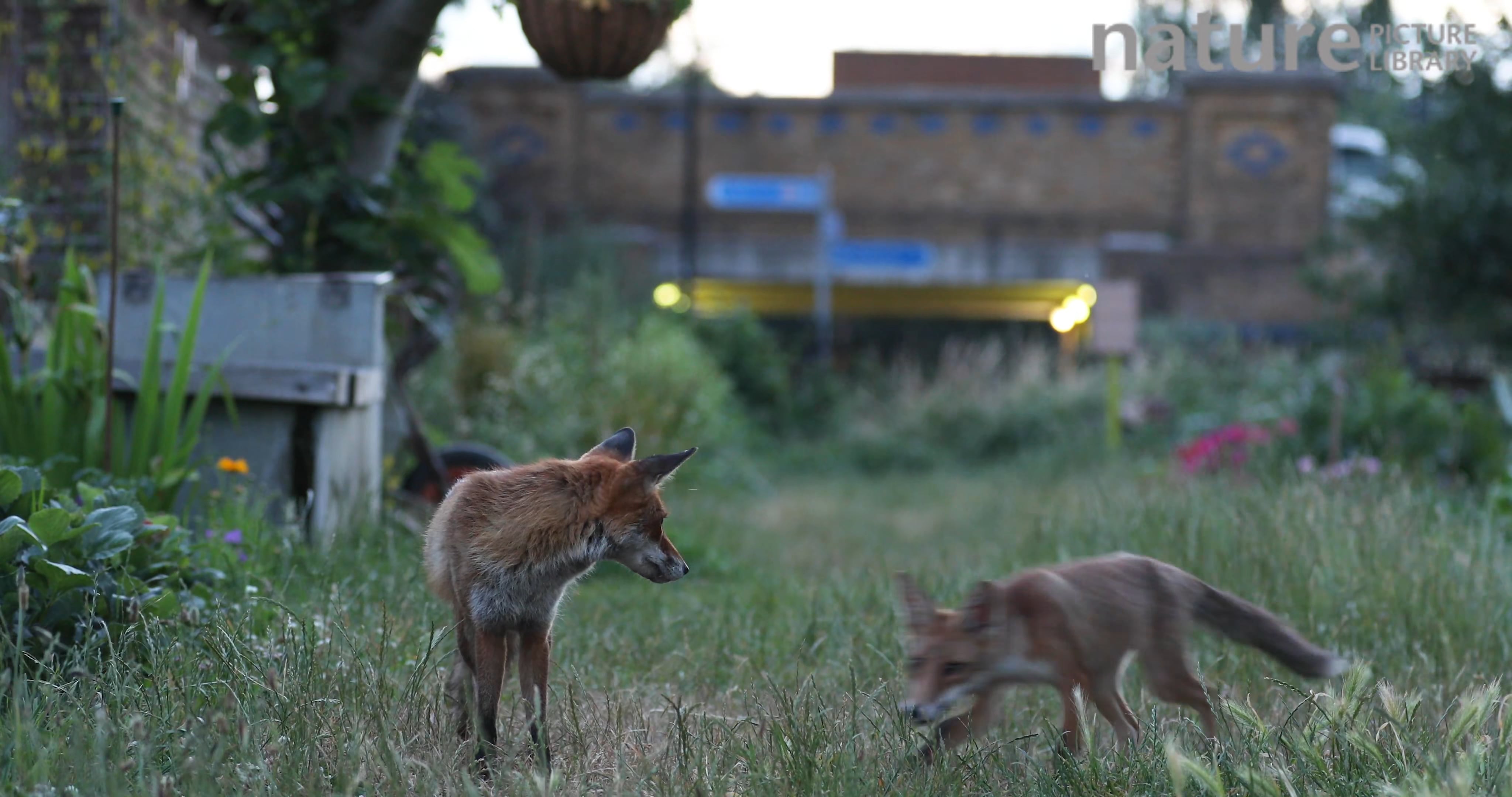 Red fox vixen grooming her cub in an allotment, with cars passing behind,  London, England, UK, June.