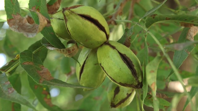 Blanco Texas - Customer Success Story(Deborah Walden-Ralls - Co-owner & VP of Risk Management)