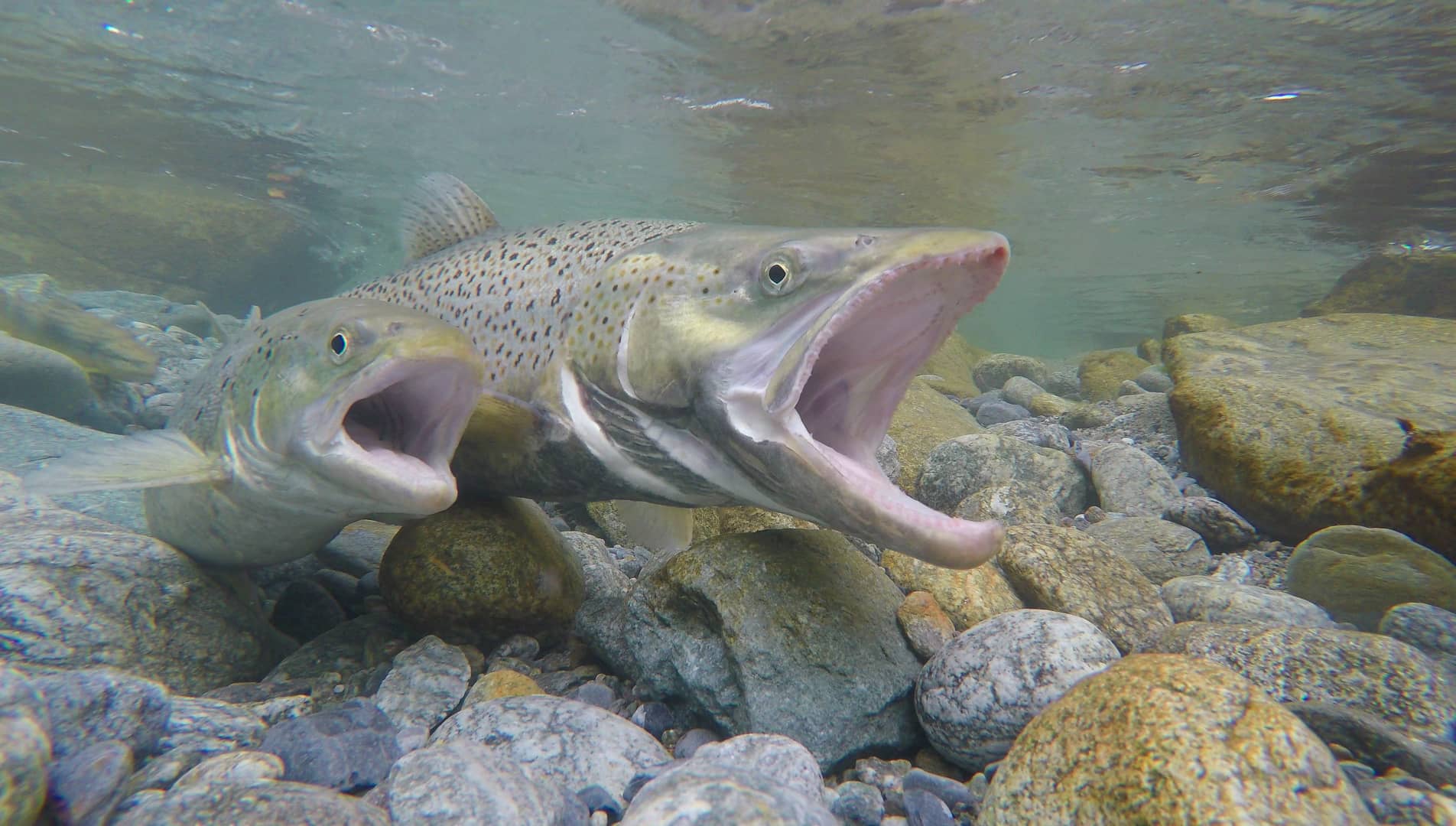 Seeforelle (Salmo trutta lacustris) on Vimeo