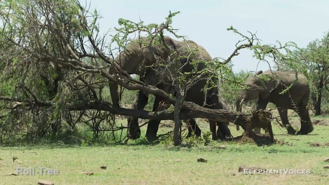 Roll-Tree. Context: Foraging & Comfort Technique (3)