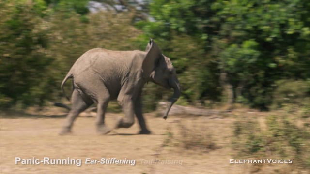 Panic-Running. Context: Avoidance (2)