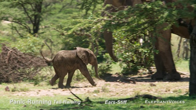 Panic-Running. Context: Avoidance (4)