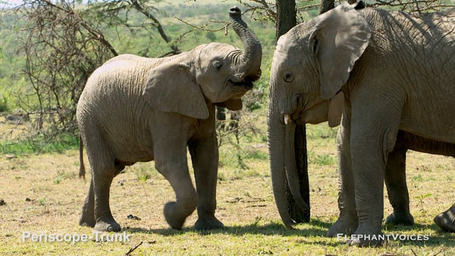 Periscope-Trunk. Context: Social Play (1)