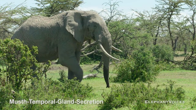 Musth-Temporal-Gland-Secretion. Context: Advertisement & Attraction (3)