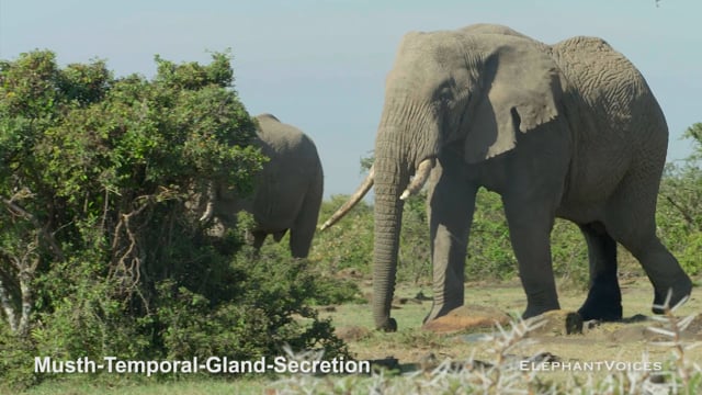 Musth-Temporal-Gland-Secretion. Context: Advertisement & Attraction (2)