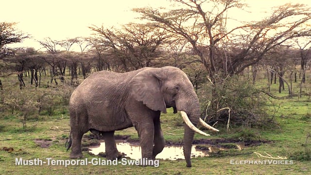 Musth-Temporal-Gland-Swelling. Context: Advertisement & Attraction (2)