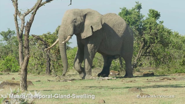Musth-Temporal-Gland-Swelling. Context: Advertisement & Attraction (3)