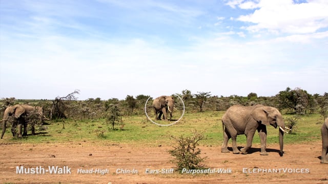 Musth-Walk. Context: Advertisement & Attraction (3)