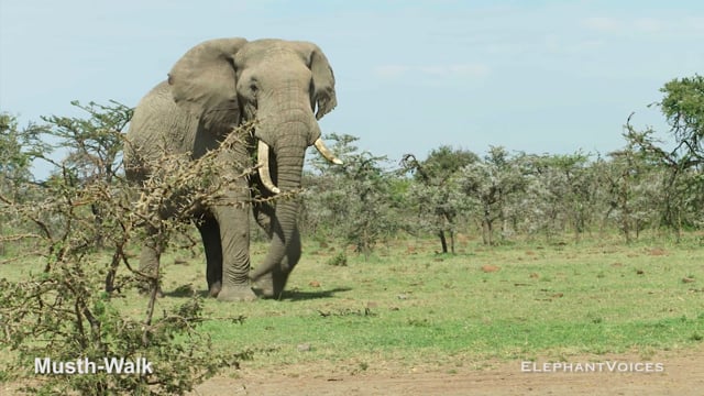 Musth-Walk. Context: Advertisement & Attraction (2)