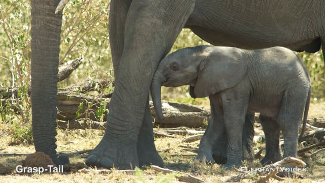 Grasp-Tail. Context: Calf Reassurance & Protection (2)