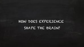 Watch How does experience shape the brain?