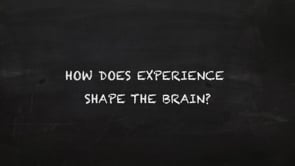 How does experience shape the brain? thumbnail