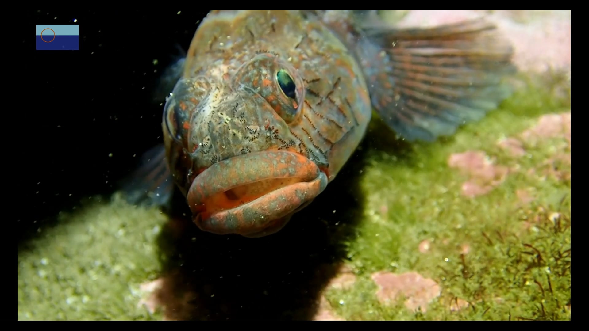 Boca roja, poniendo morritos