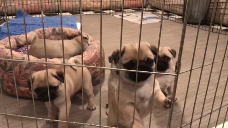 Pug playpen clearance