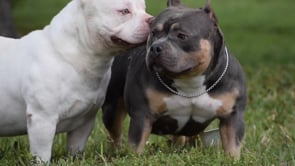 TOP POCKET BULLY VIDEOS. Best of The American Bully Breed Pocket