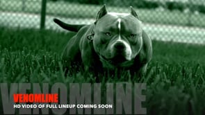 TOP POCKET BULLY VIDEOS. Best of The American Bully Breed Pocket