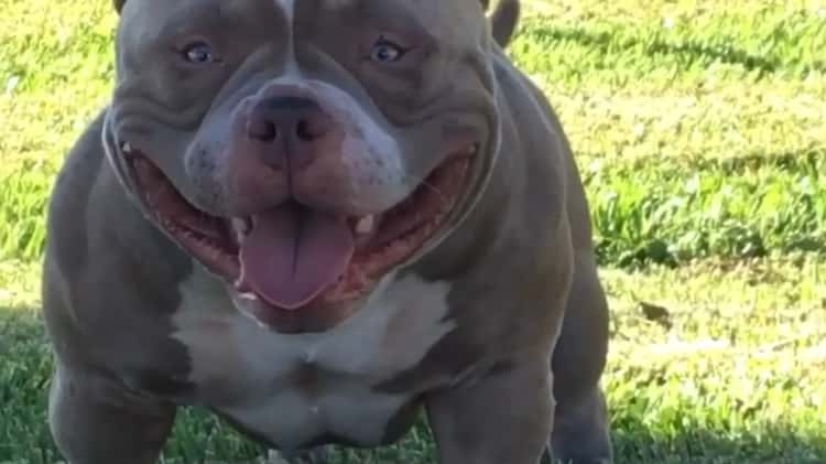 Venom the best sale american bully