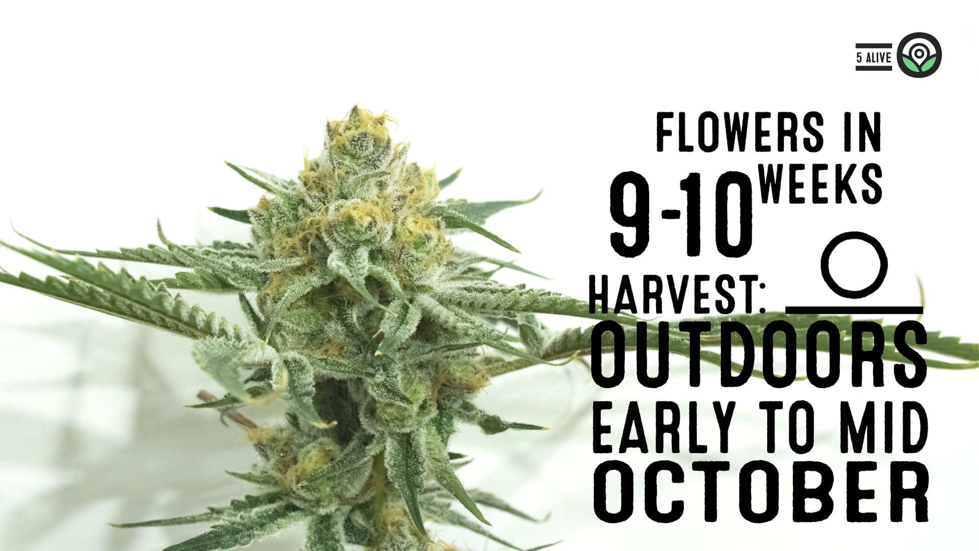 5 Alive Feminized Cannabis Seeds