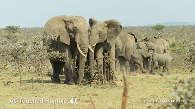 As-Touched-Rumble. Context: Affiliative (3)