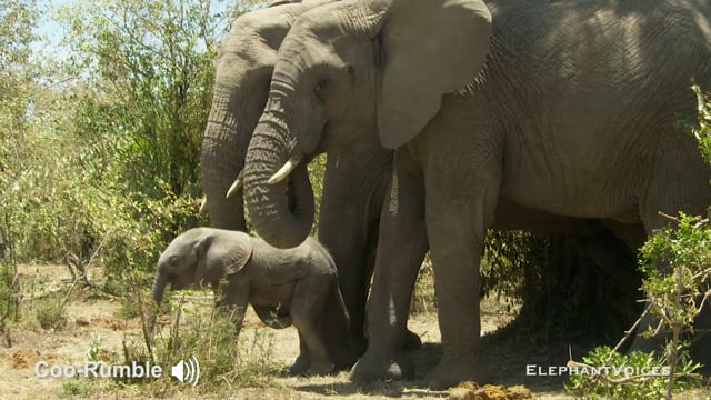 Coo-Rumble. Context: Calf Reassurance & Protection (1)