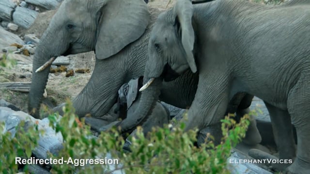 Redirected-Aggression. Context: Conflict & Confrontation (1)