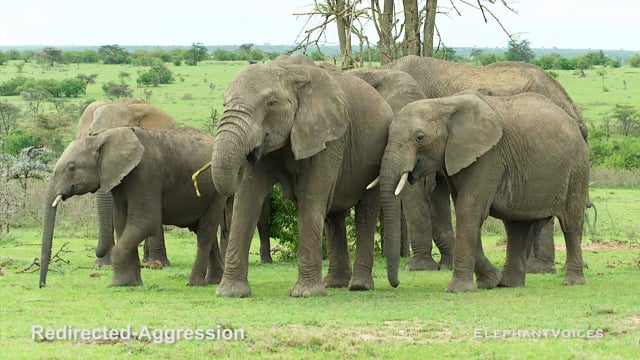 Redirected-Aggression. Context: Calf Nourishment & Weaning (1)