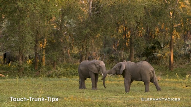 Touch-Trunk-Tips. Context: Social Play (2)