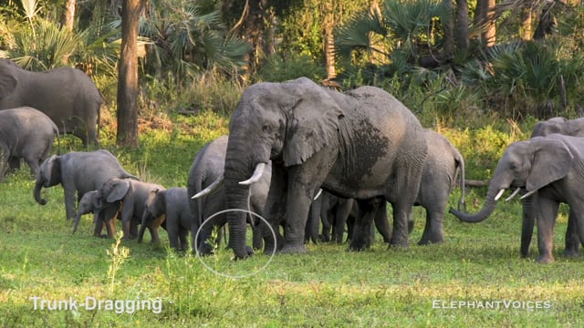 Trunk-Dragging. Context: Advertisement & Attraction (2)
