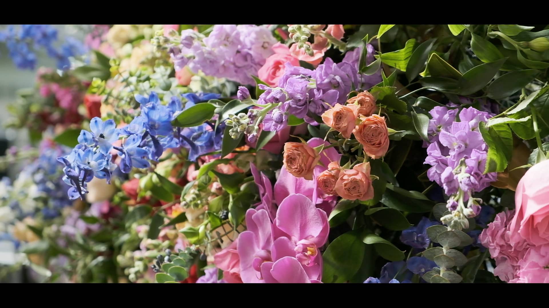 NZ Flowers Week 2019 Highlights on Vimeo