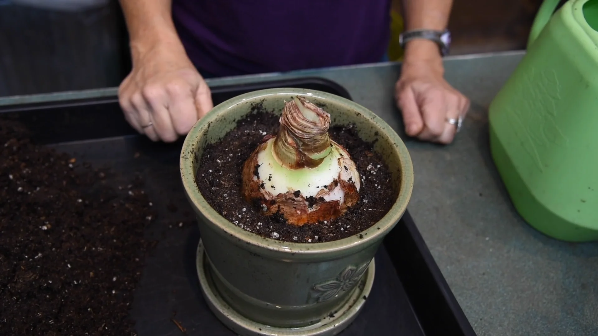 How to Pot an Amaryllis Bulb on Vimeo