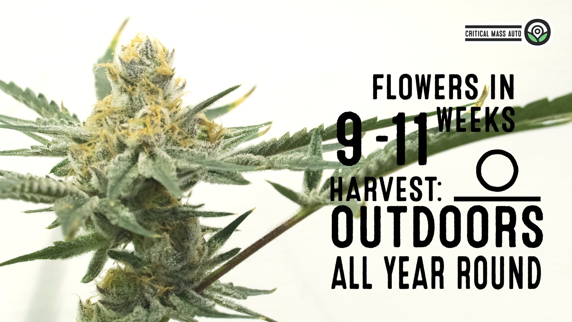 Critical Mass Autoflower Cannabis Seeds