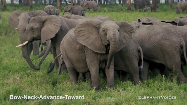 Bow-Neck-Advance-Toward. Context: Attacking & Mobbing (2)