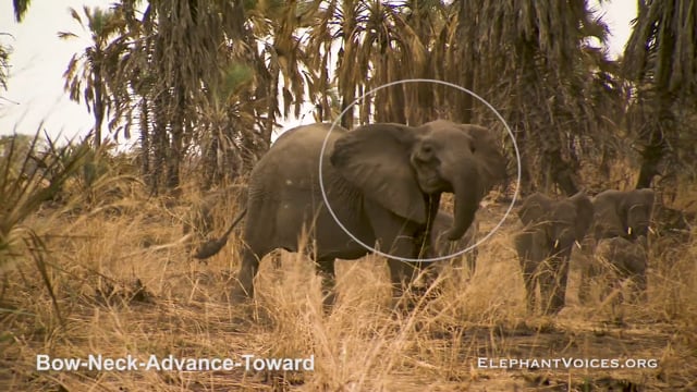 Bow-Neck-Advance-Toward. Context: Attacking & Mobbing (3)