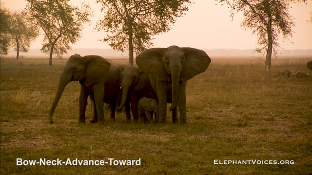 Bow-Neck-Advance-Toward. Context: Attacking & Mobbing (4)