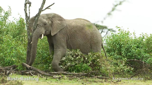 Bush-Bashing. Context: Social Play (2)