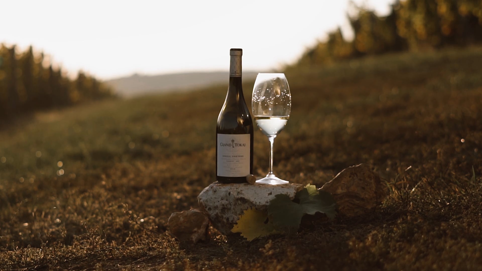 Szüreti pillanatok a Grand Tokajnál