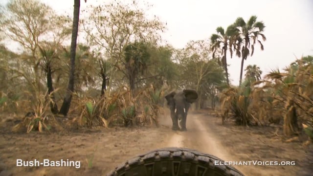 Bush-Bashing. Context: Attacking & Mobbing (1)