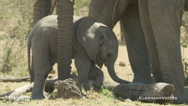 Helping. Context: Calf Reassurance & Protection (3)