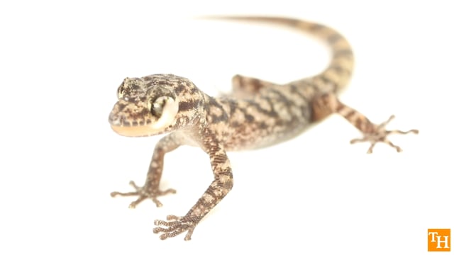New Leaf Toed Geckos Found Living On Remote Volcano