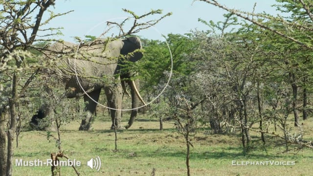 Musth-Rumble. Context: Advertisement & Attraction (2)