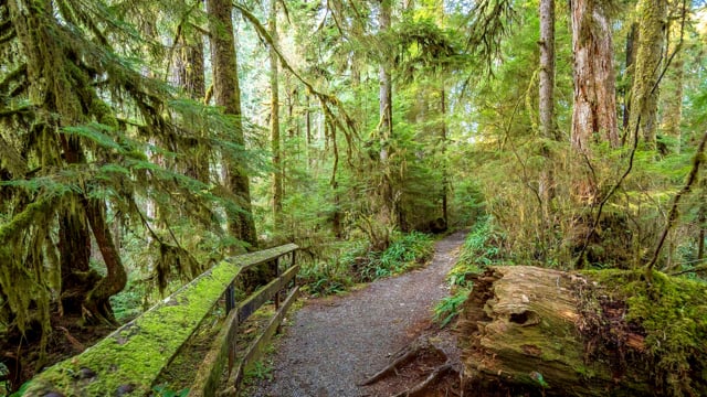 Upper Coal Creek Trail - 4K Virtual Hike