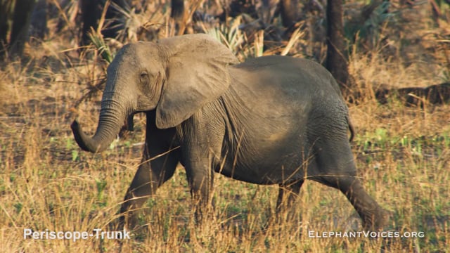 Periscope-Trunk. Context: Attentive (7)