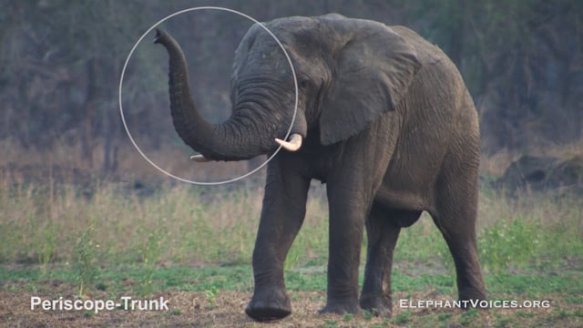 Periscope-Trunk. Context: Attentive (8)