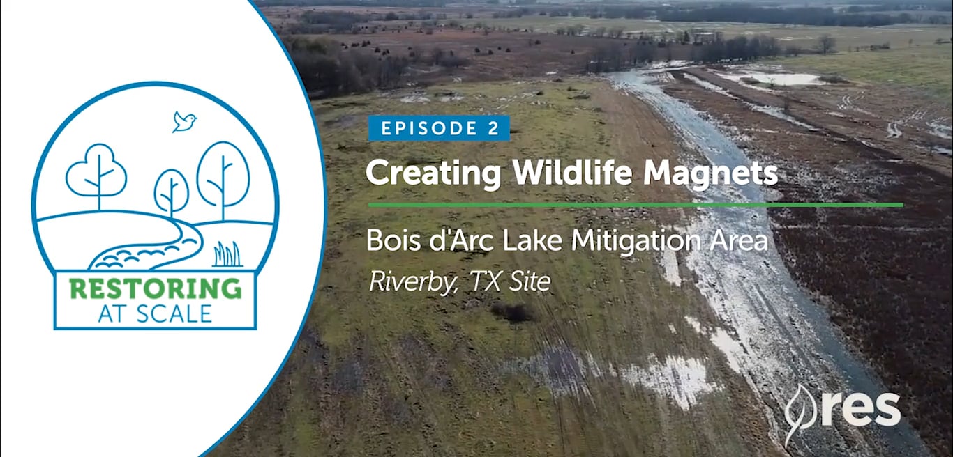 Restoring at Scale: Episode 2 - Creating Wildlife Magnets