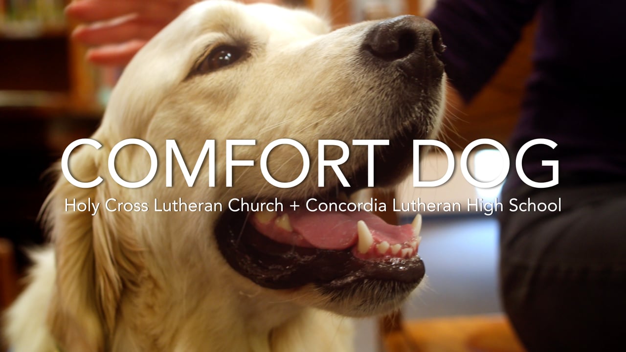 Holy Cross + Concordia High School Comfort Dog Ministry