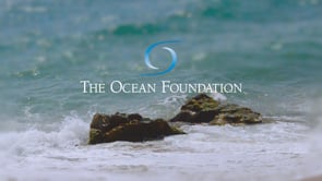 The Ocean Foundation