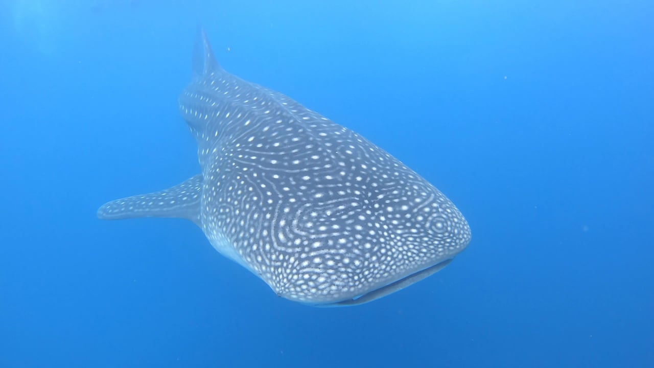 Whale Shark - Maldives 2019