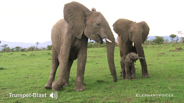 Trumpet-Blast. Context: Calf Reassurance & Protection (1)